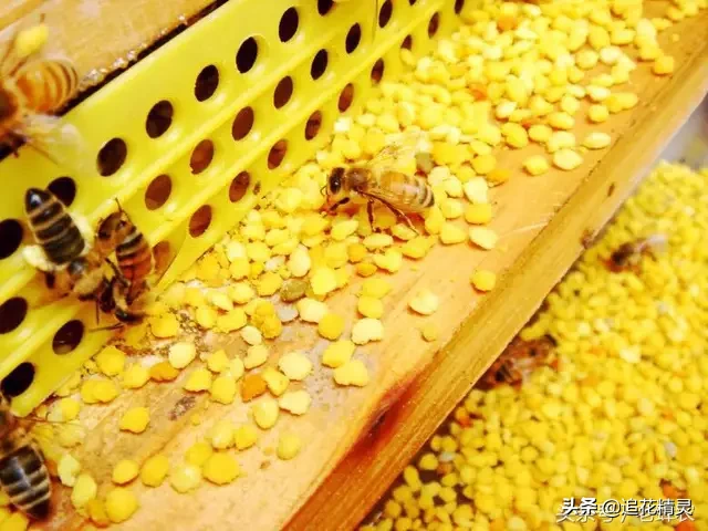 油菜花粉的功效与作用（油菜花有粉有蜜，不能只知道产蜜，不知道生产蜂花粉啊！）