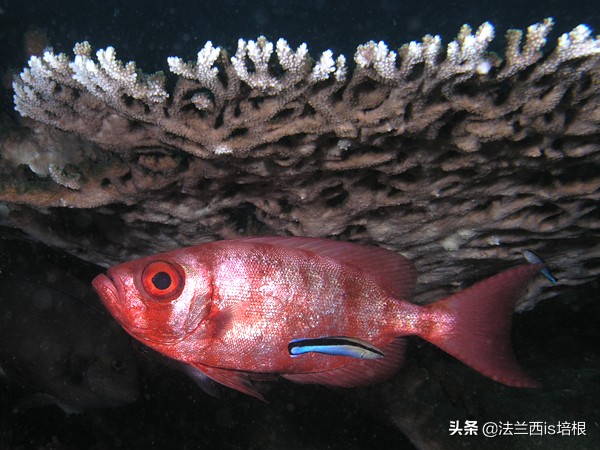 杀熟、欺善怕恶、做表面工作，这条小鱼掌握了全套市井伎俩