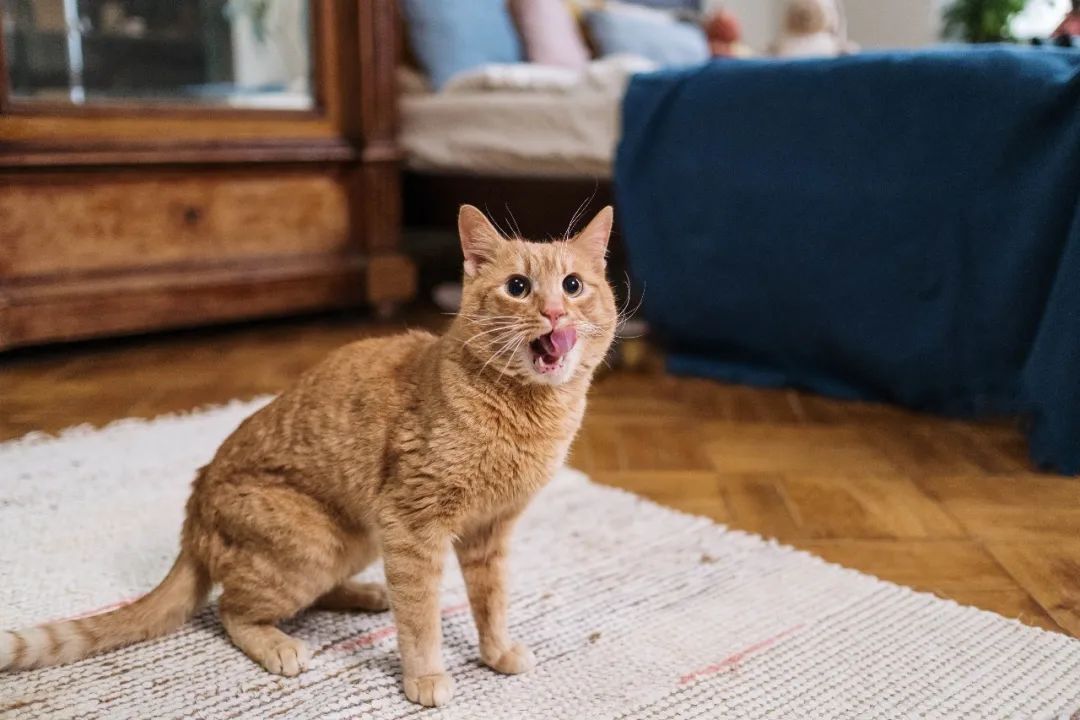 猫的英文是cat，那“小奶猫”的英文是啥？总不能说little cat 吧