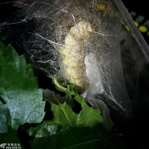 陈忠实散文:蚕 儿