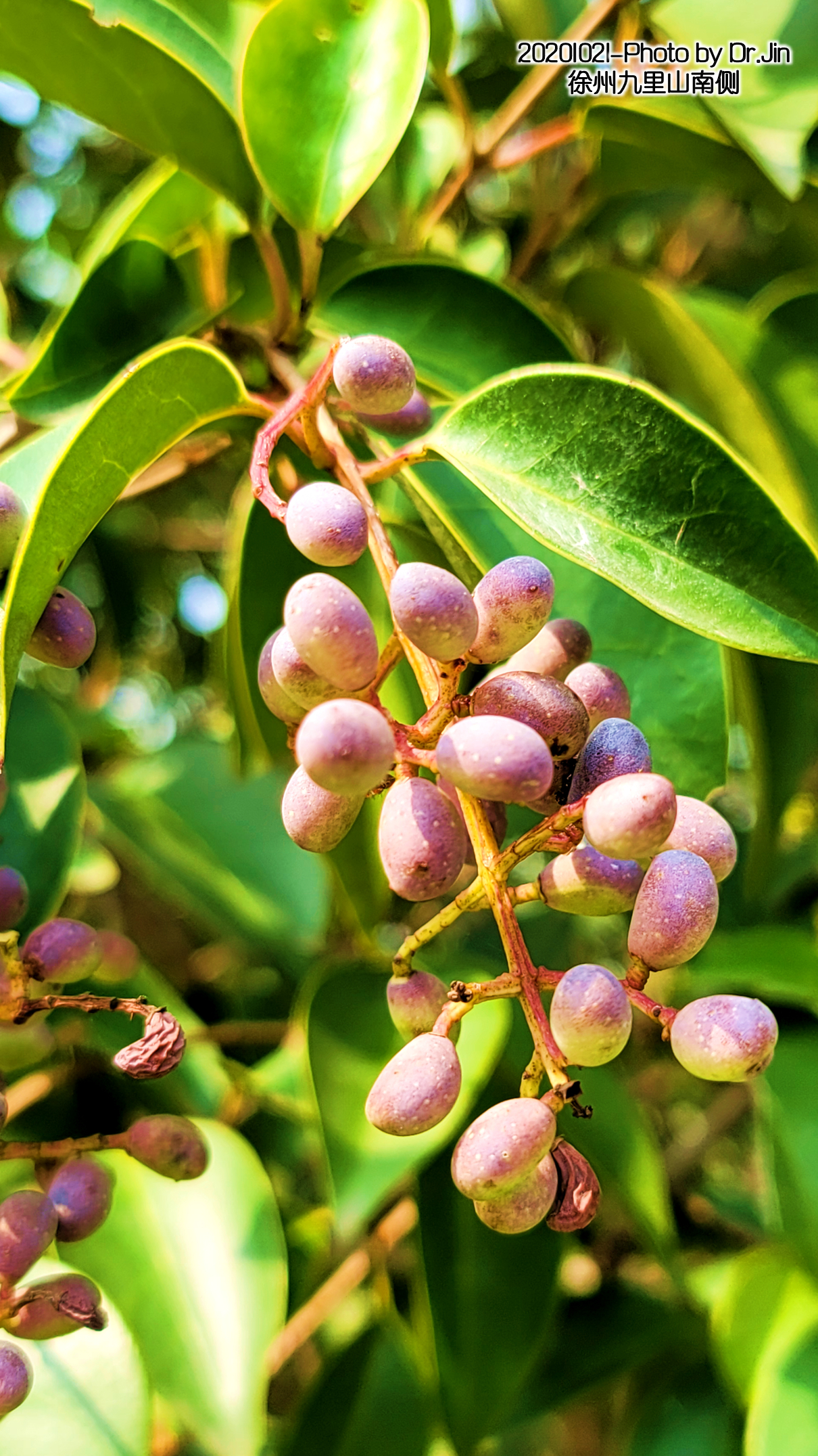女贞子的功效与作用 女贞子泡水一天几颗-百科叔叔