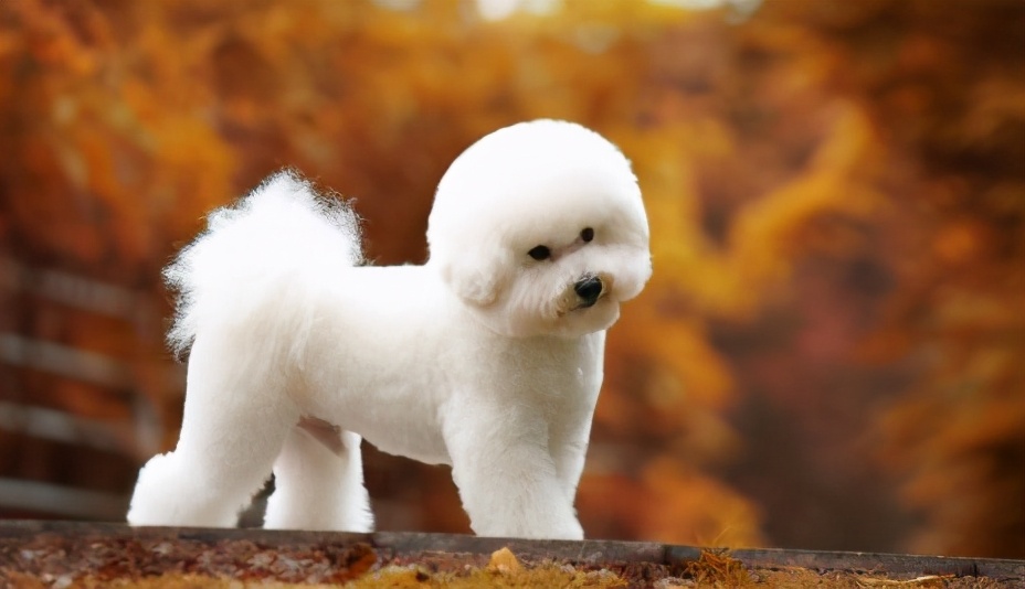 7种常见狗狗的"寿命榜",你家的能活几岁?