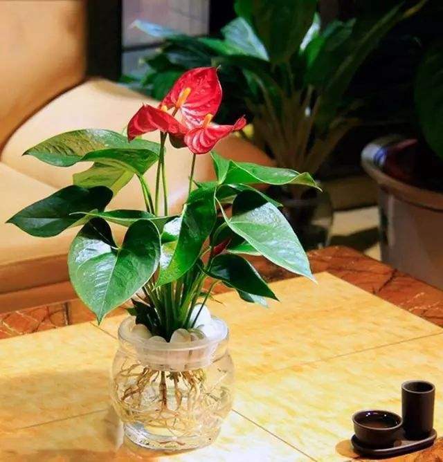 水培花卉总爱黄叶,有这几个原因,看看你中了哪一个?