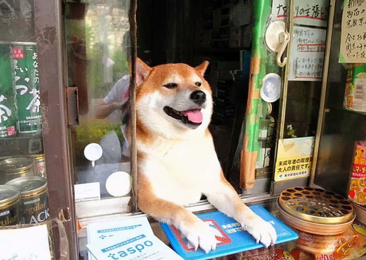 农村看家护院犬种排行：三大守护神与三种不靠谱狗狗