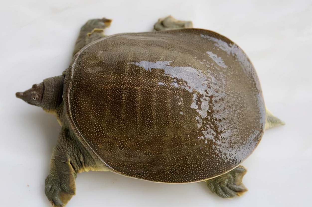 清江生态龟鳖养殖专业合作社石浦基地首次引进的澳洲龙纹斑