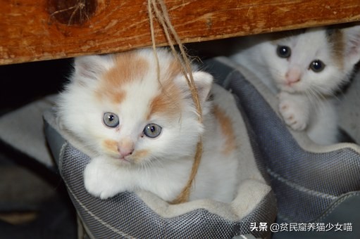 猫咪流眼泪可能是以下6种原因，铲屎官们知道几种？
