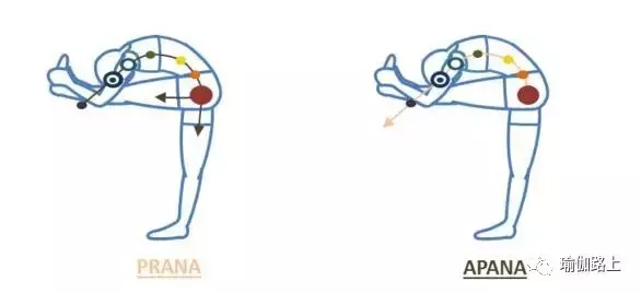 30 個常見瑜伽體式的正確發力放向，氣息流動和對應脈輪