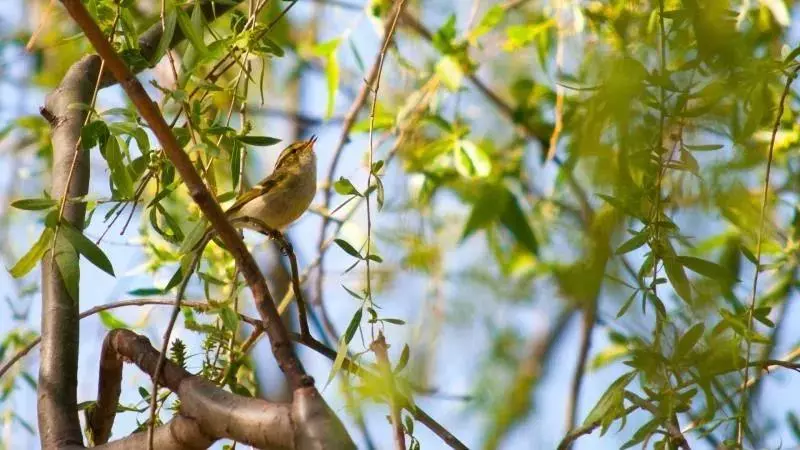 北京这个学校很“火”！坐拥3大花园、果园、动物园，集美貌与知识于一体！