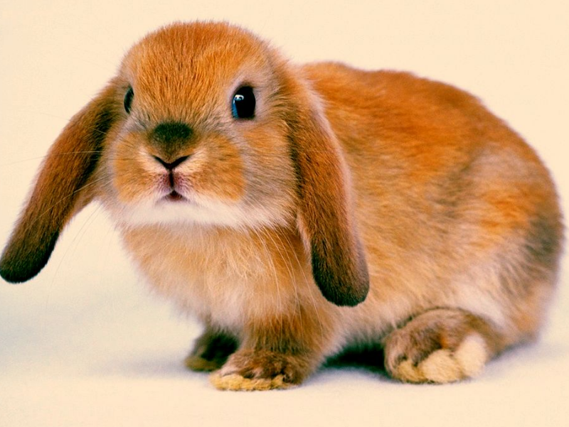 各品种宠物兔多少钱一只，2022最新价格表参考