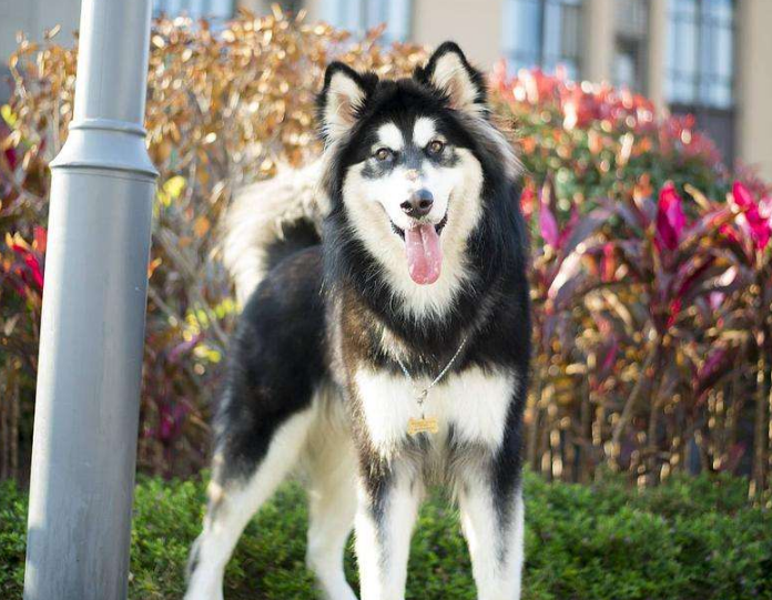 阿拉斯加犬图片 正宗阿拉斯加犬图片