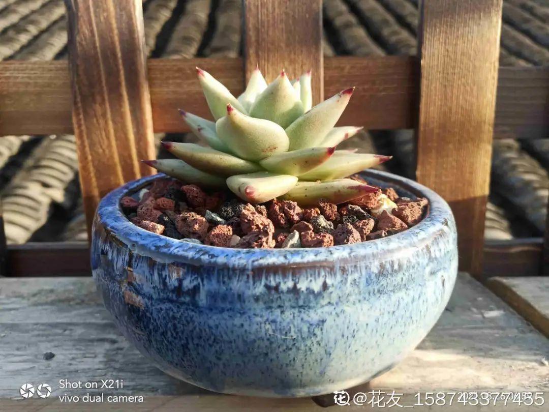 给多肉选花盆,才是最大的乐趣,不信你试试
