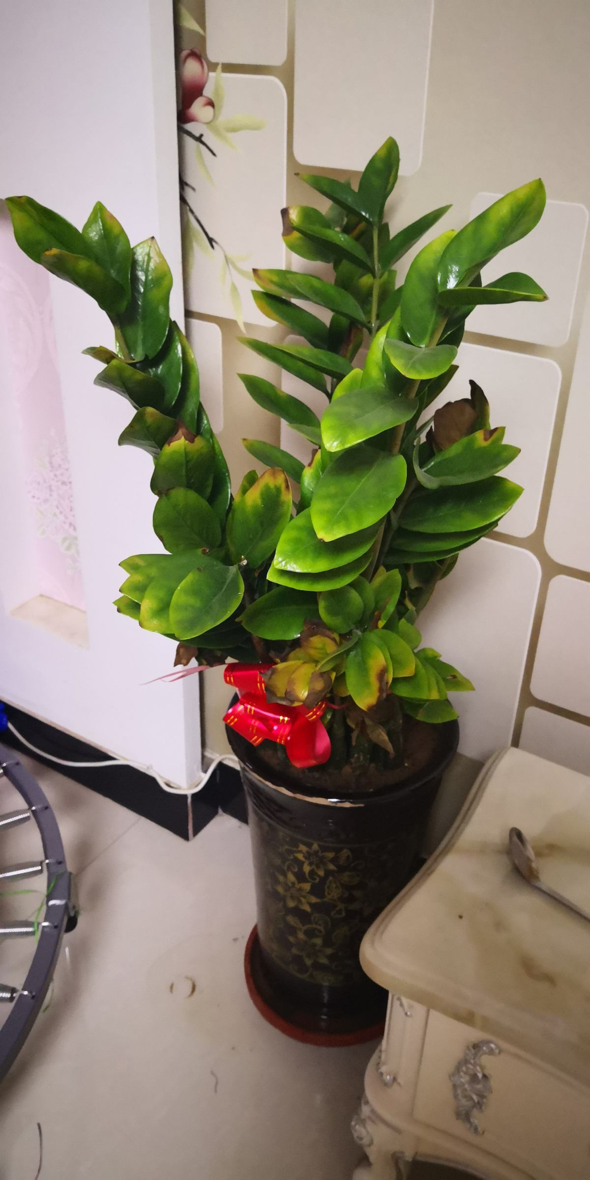 钱串子1种花名叫钱串子