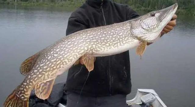 寿命200岁,体重近百斤,食人鱼根本不是对手