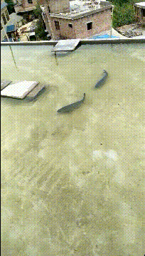 “假如你被关进精神病院，请用一句话证明自己不是”！神评太逗了