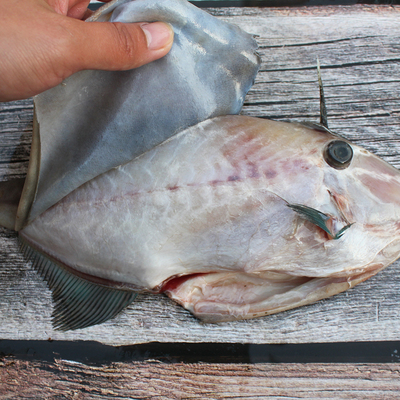 耗儿鱼到底长啥样呢?和我们平常见到的鱼儿有啥不一样吗?