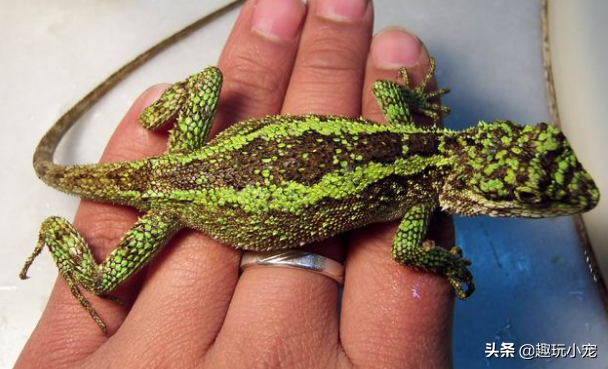 蜥蜴好养吗？宠物蜥蜴怎么养？小编教您如何选择与喂养宠物蜥蜴