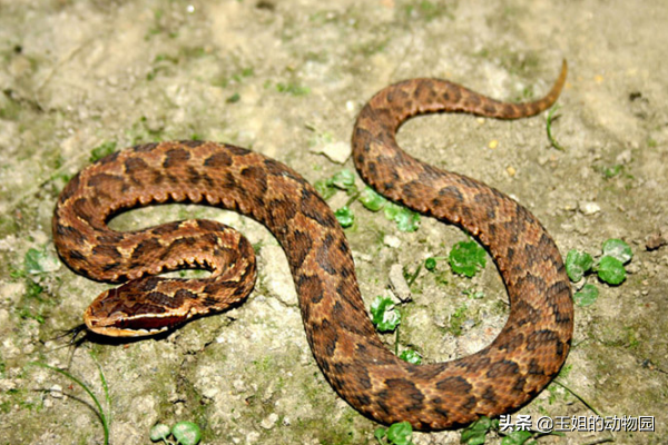 世界上最毒的蛇(世界上最毒的蛇)