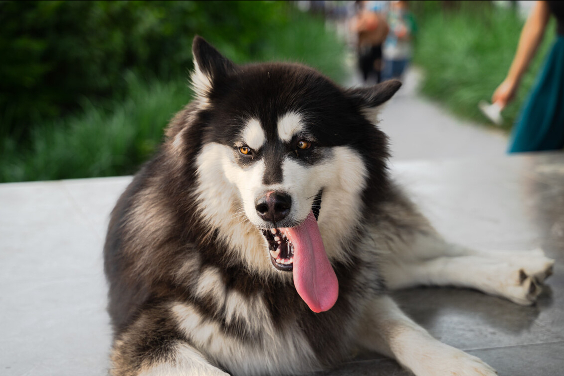 阿拉斯加犬专用狗粮排行榜：2024高口碑优质狗粮推荐
