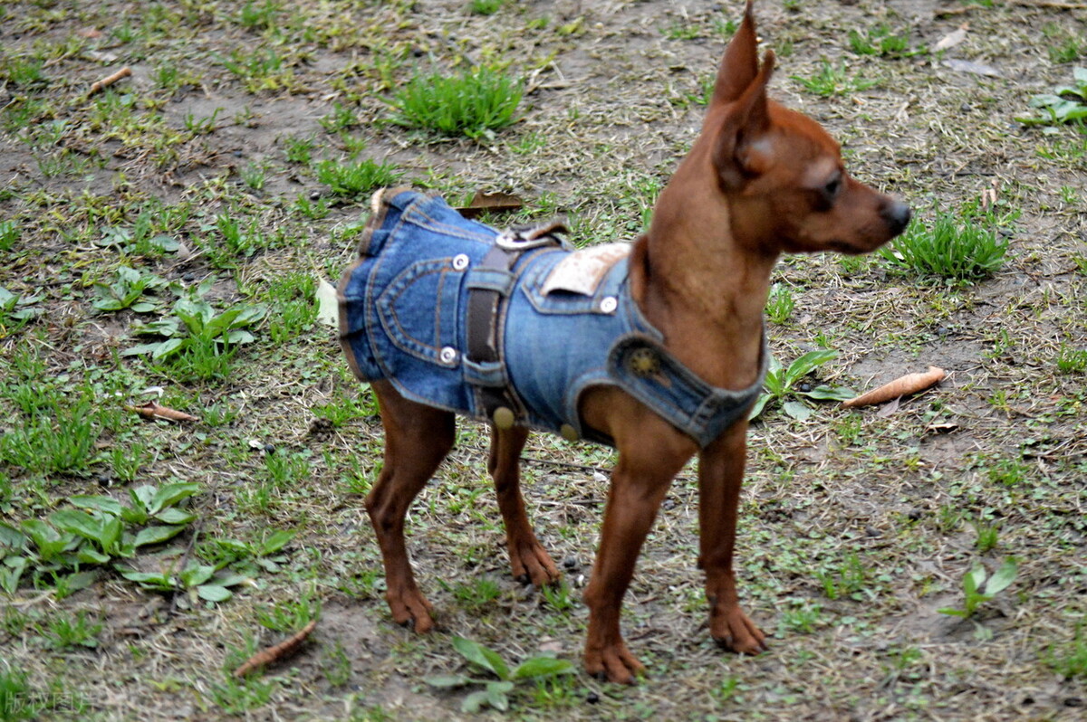 小鹿犬的优缺点,怎样使用正确的训练方法改掉小鹿犬的坏习惯?