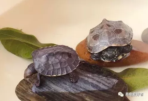 要想龟龟有好胃口，你的责任少不了！