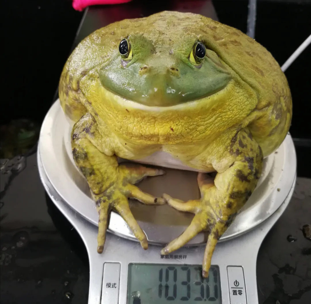 宜春今日牛蛙价格「今日牛蛙价格走势图」