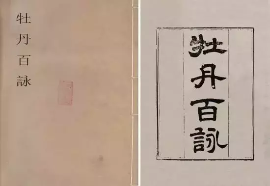 一朵牡丹价值超过100万,魅力何在?