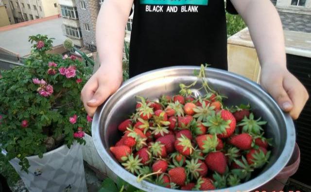 草莓花束制作方法(盆栽草莓，开了花使劲掐，掐一朵开10朵，一摘一箩筐)