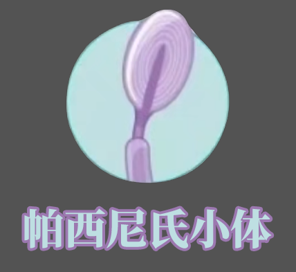 人体最大的器官是什么你知道吗？它对人的重要性你可能没有意识到