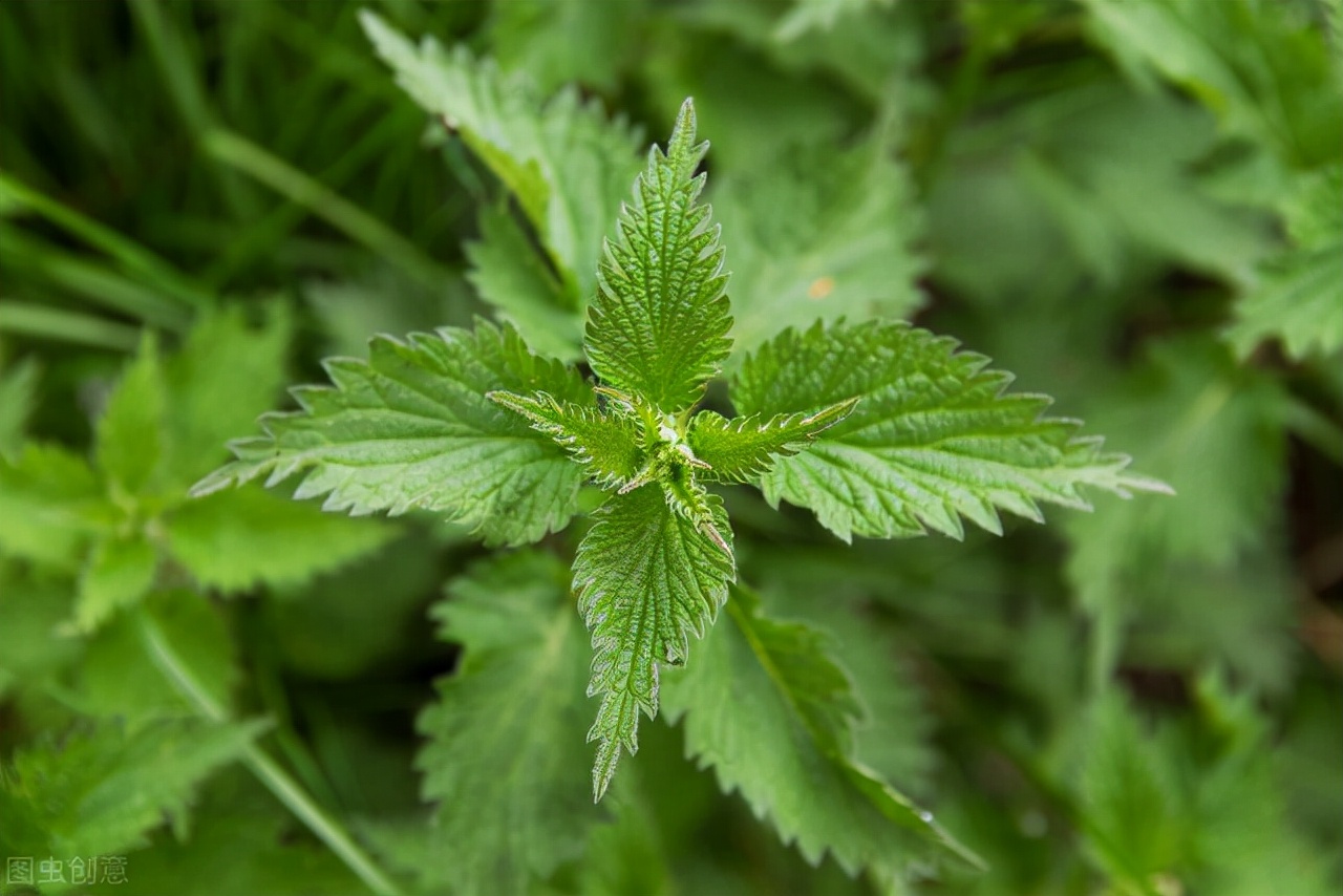 一味长满刺的草药——荨麻,既可去风湿,又可治湿疹与荨麻疹