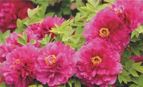 100种名贵牡丹鉴赏 绘画好素材（报花名）