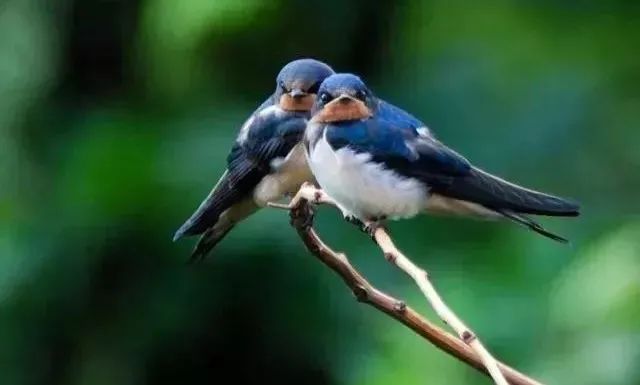 燕子归时愿别来无恙_燕去燕返燕归来 - 云林新闻励志网