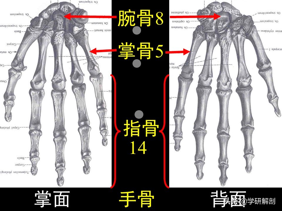 美人骨和蝴蝶背指的是上肢带骨锁骨和肩胛骨，上肢骨的形态结构