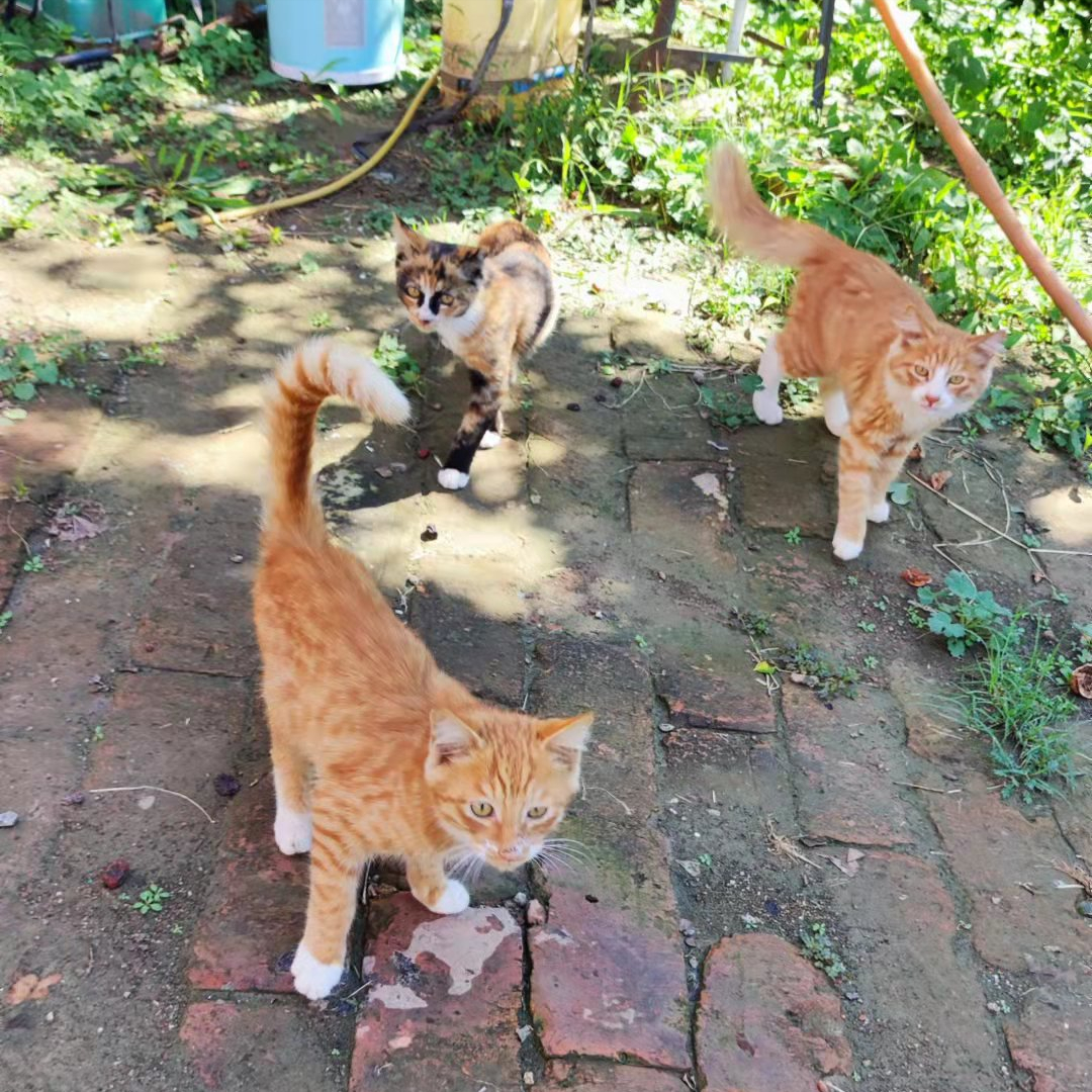 麦富迪猫粮评测及养猫月均预算指南