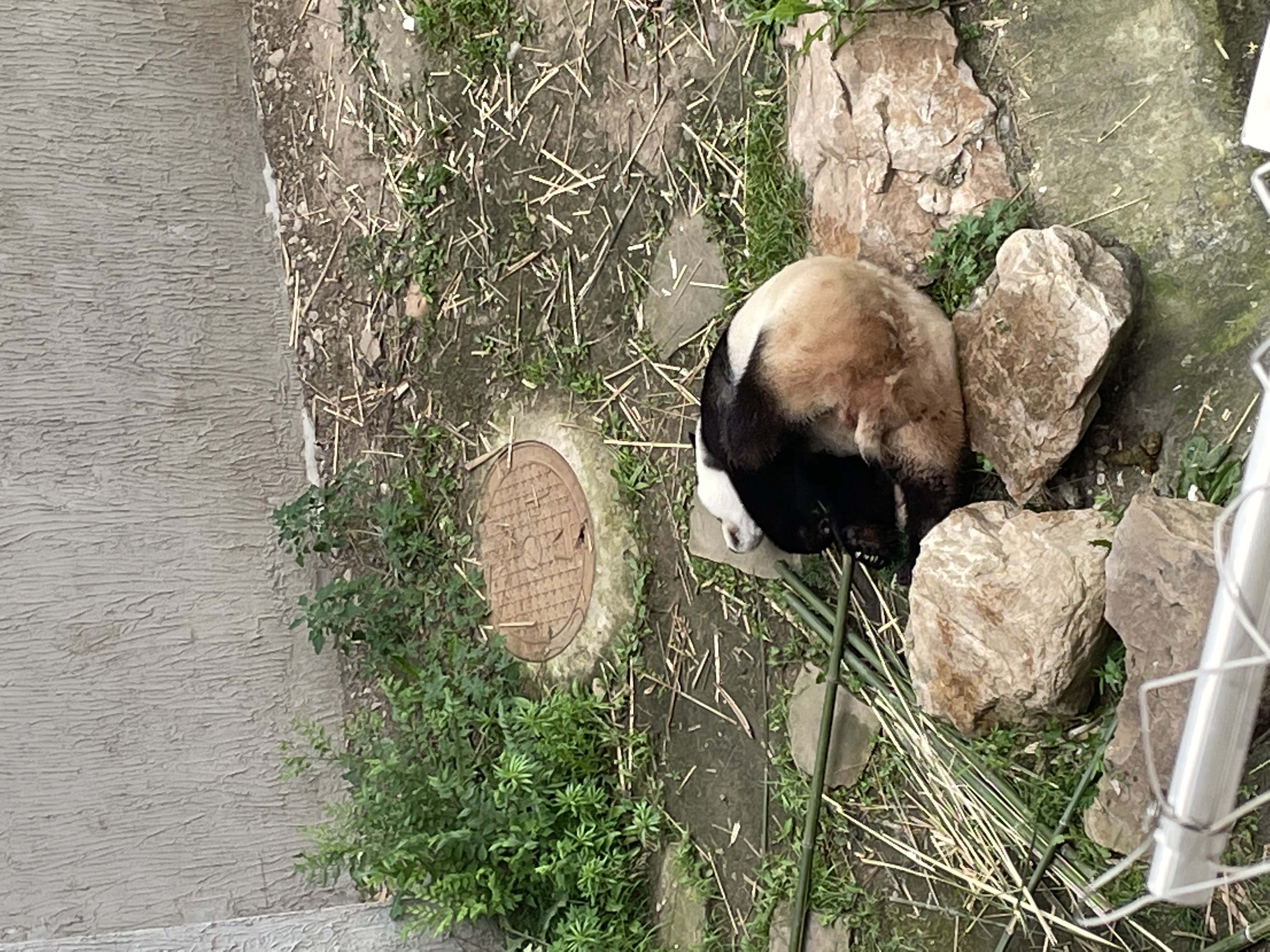 盛夏游沈阳森林动物园