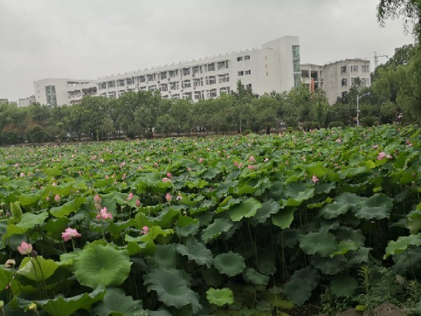 2019年龙南中学高考喜报