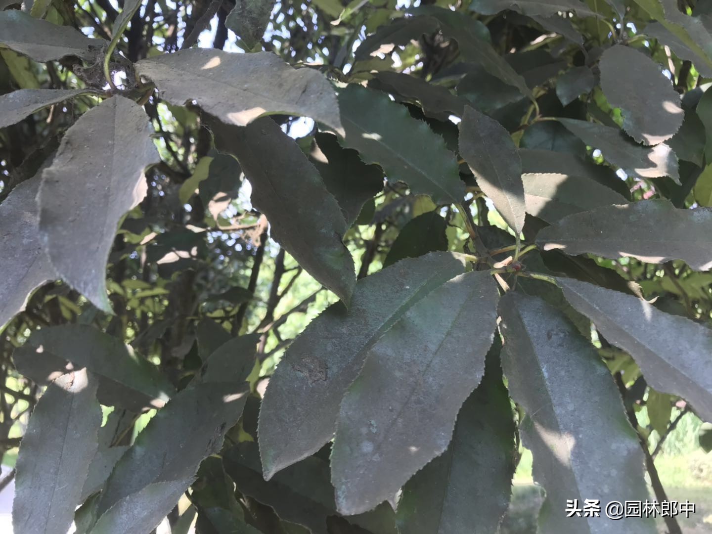 十月份病虫害仍在继续，秋植工作也将开展，如何做让工作更有条理