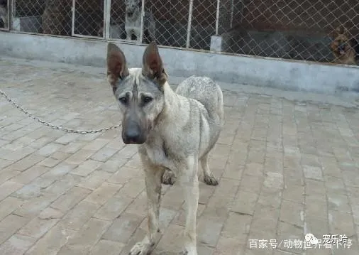世界上最能吃的4种狗狗,最后一种堪称“行走的饭桶”