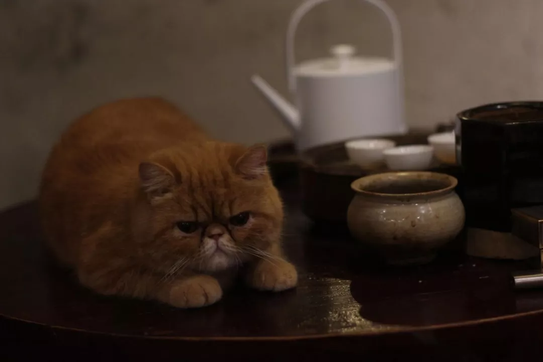 一茶，一猫，一段安闲岁月