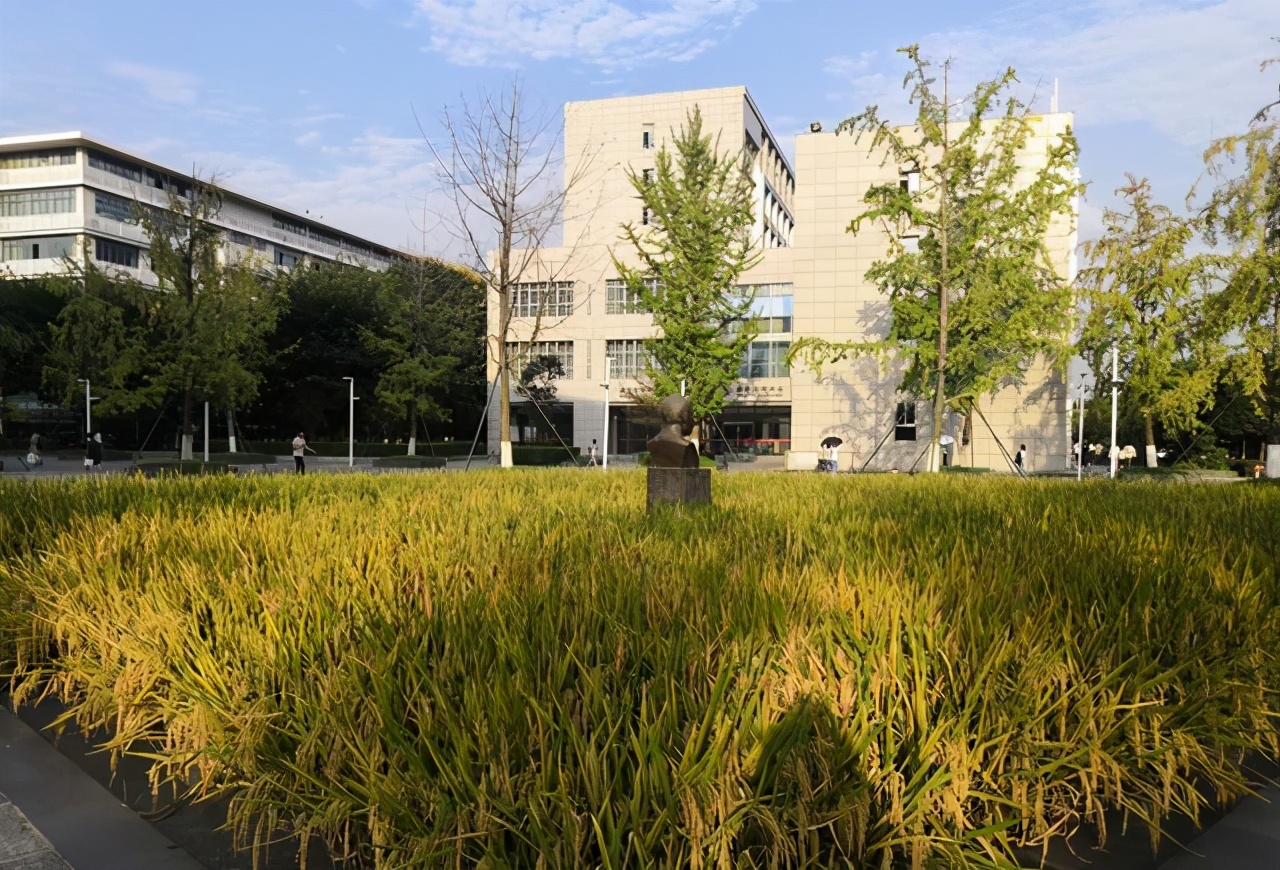川农为什么叫网红大学「川农为什么是211」-友友