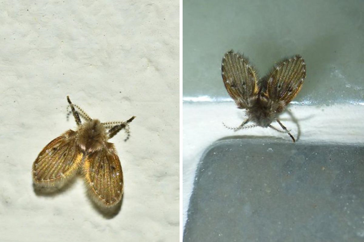 蛾蚋幼虫图片(卫生间里的小飞虫) - 赤虎壹号