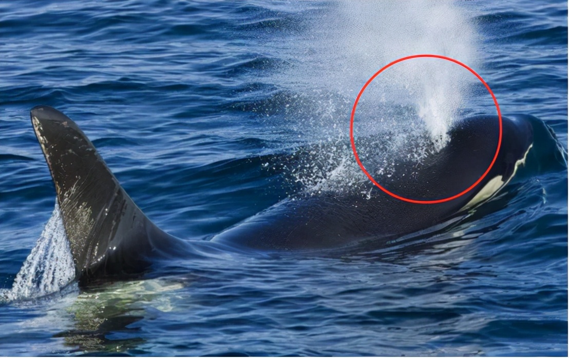 龙王鲸灭绝了吗(龙王鲸灭绝原因)