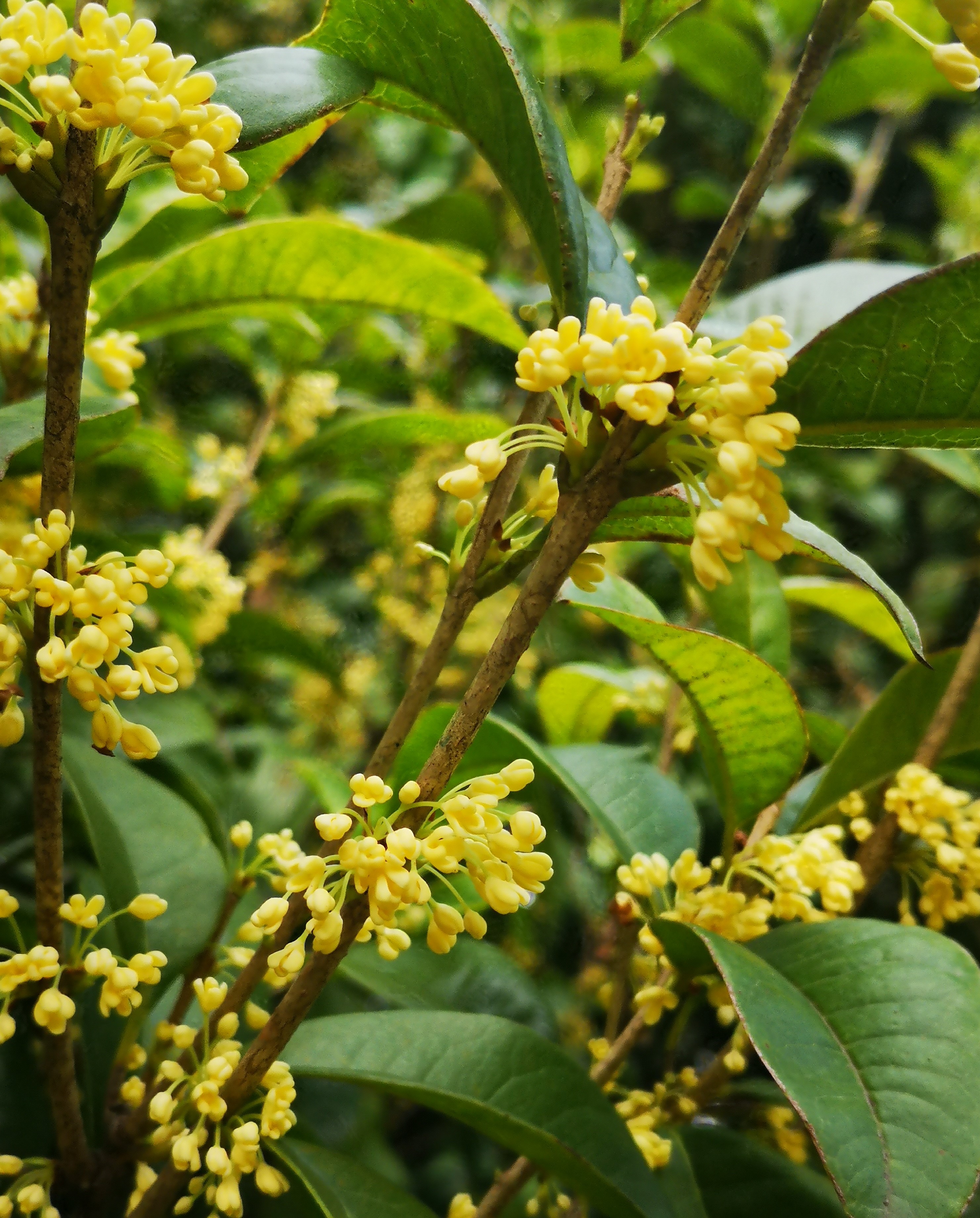 八月桂花逸清秋 十首妙辞人间留