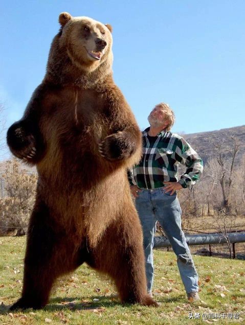 棕熊vs北极熊,谁是现存最大熊类?最大的棕熊和北极熊各有多大?