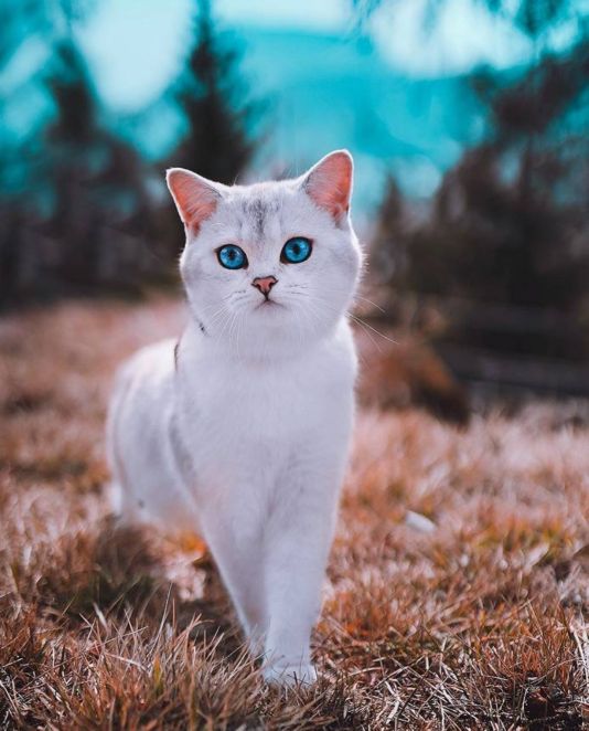 蓝眼白猫多少钱一只田园猫有蓝色眼睛吗