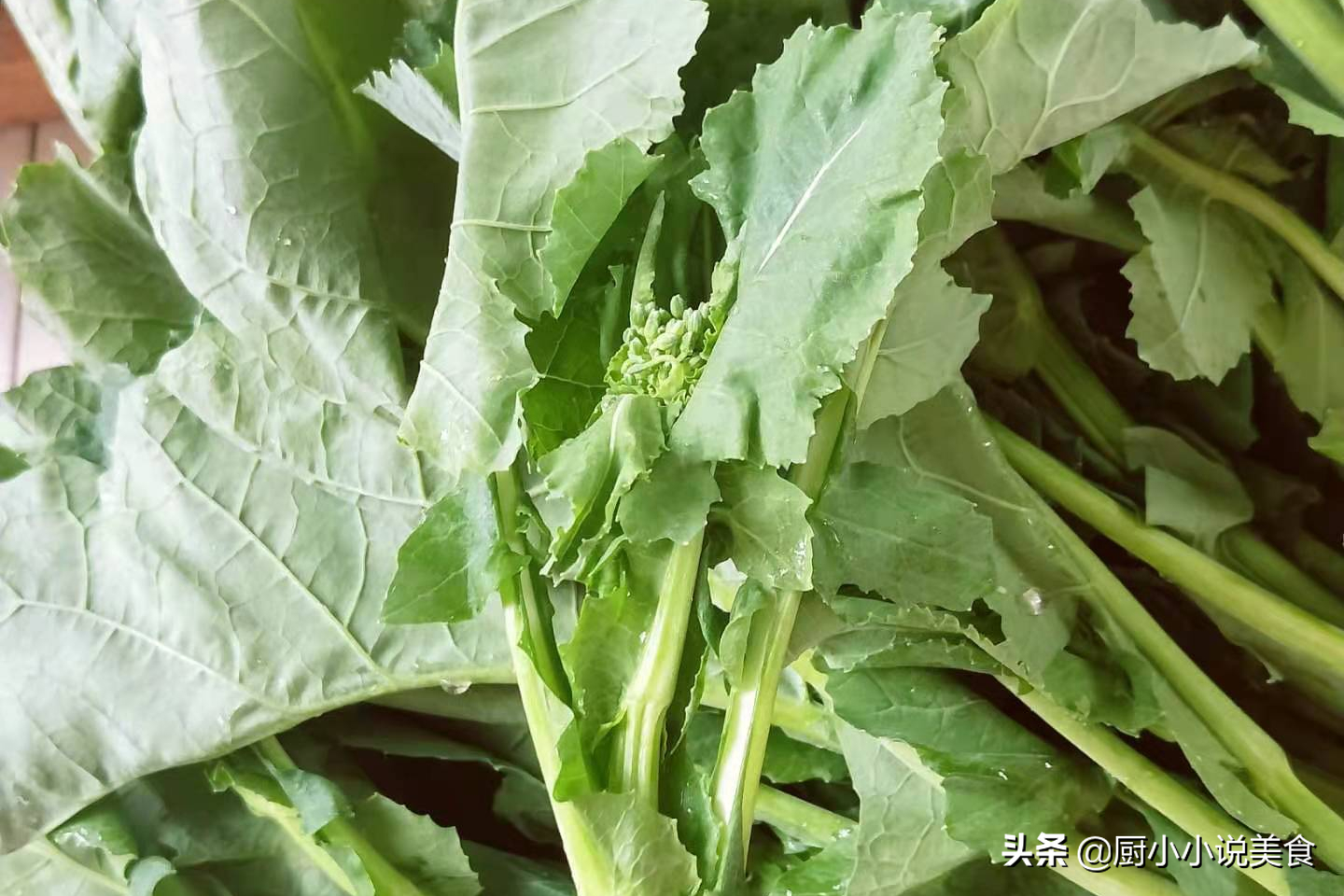 菜心是什么菜（一招教你区分油菜苔和菜心的不同）