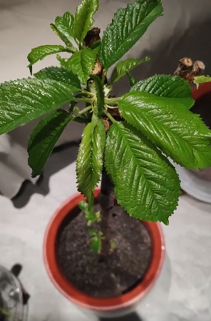 樱桃种植方法（分享樱桃盆栽的正确栽培方法）