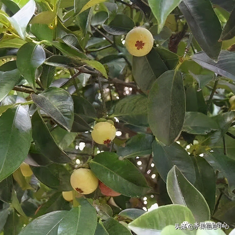 海南水果特产有哪些水果（海南水果品种及上市时间表）