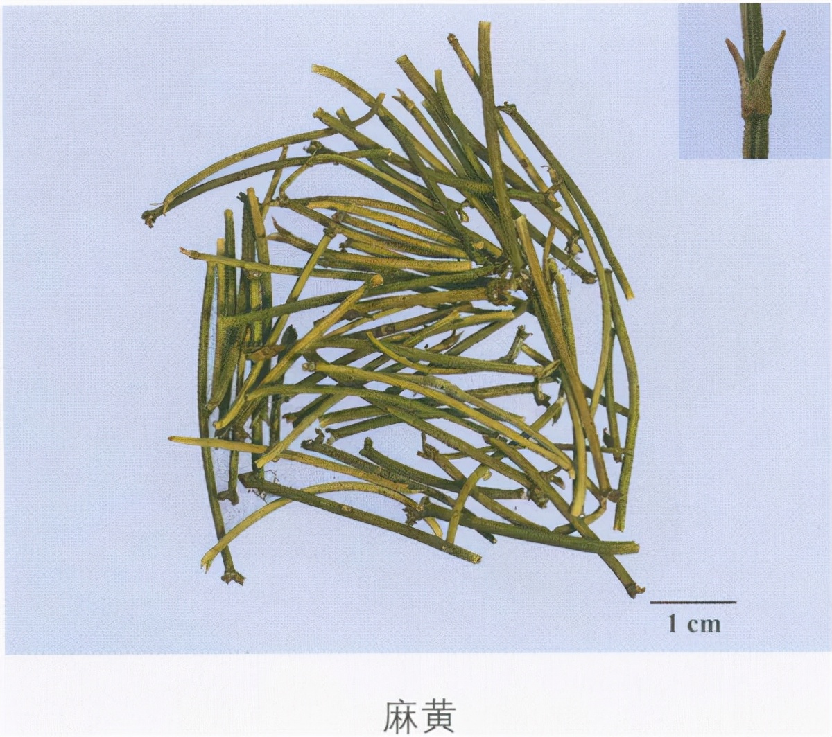 中药鉴定|37味中药新旧彩图对比