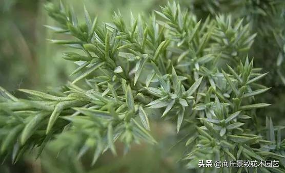 常绿乔木有哪些（70多种常用常绿乔木图例宝典）