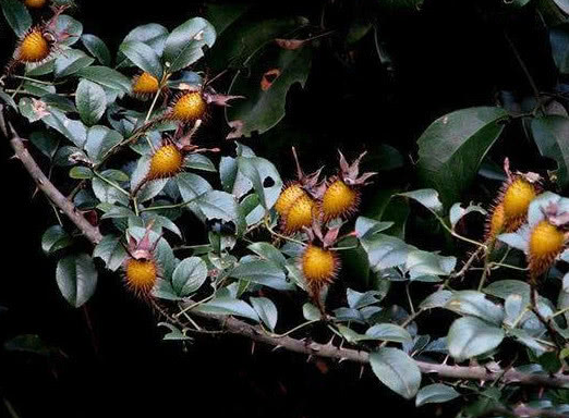 刺果图片(俗称) - 赤虎壹号